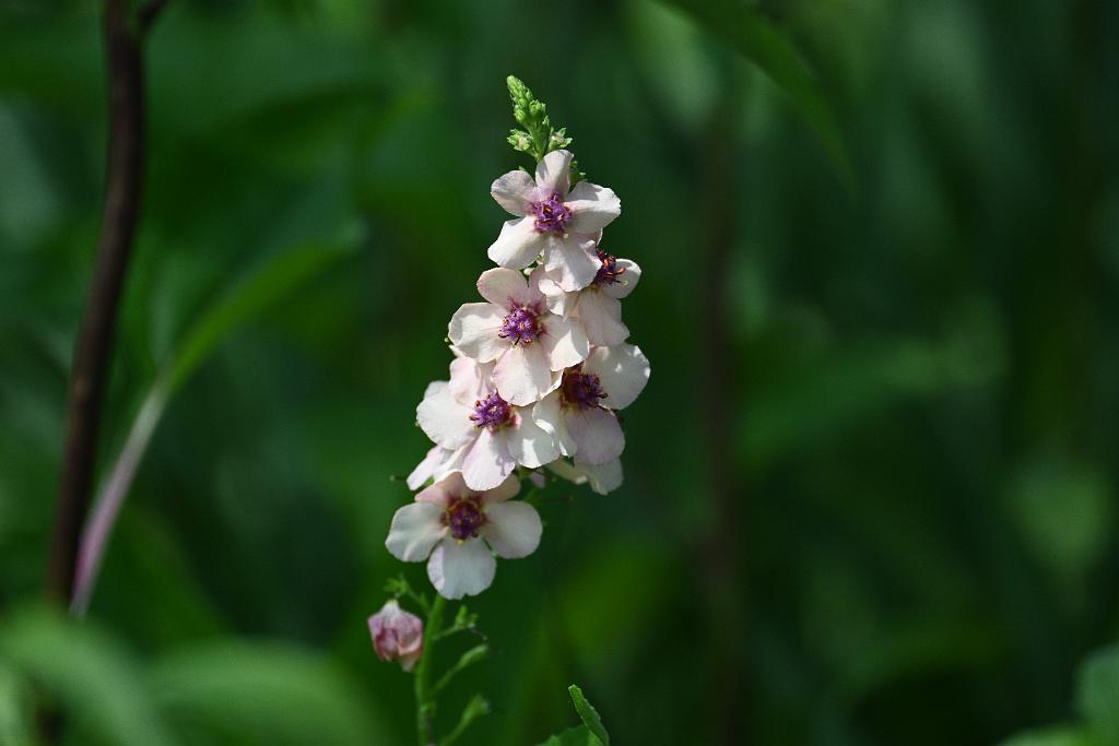 2025-06138985 Tower Hill Botanic Garden, MA.JPG - Ornamental Mullein (Verbascum 'Southern Charm'). (New England Botanic Garden at Tower Hill, MA, 6-13-2025